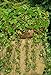 foto Semi di Attila selvatici di fragola - Fragaria vesca