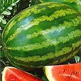 Plantree Semi di anguria Foton coltivati â€‹â€‹con varietÃ  di cimeli ucraini non-OGM foto, miglior prezzo  nuovo 2024