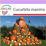 SAFLAX - Zucca gigante - 7 semi - Cucurbita maxima foto, miglior prezzo EUR 3,75 nuovo 2024