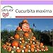 foto SAFLAX - Zucca gigante - 7 semi - Cucurbita maxima