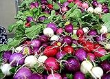 Shoopy Star 100 ravanello semi arcobaleno di verdure per la casa giardino NO-OGM foto, miglior prezzo  nuovo 2024