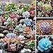 foto Qbisolo Misto 100 Semi Succulente Piante Lithops Pseudotruncatella Semi Cactus e Piante Grasse per Bonsai, Balcone, Casa, Giardino Ornamento