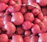 Seed Potatoes for Planting - Red LaSoda -5lbs. Photo, best price $27.00 ($0.34 / Ounce) new 2024