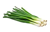 Scallion Bunching Onion Seeds, 250+ Evergreen Hardy White, Heirloom, Non-GMO, Allium fistulosum Photo, best price $6.49 new 2024
