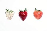 300Seeds Strawberry / Strawberry Seeds June Bearing Photo, best price $9.99 ($0.03 / Count) new 2024