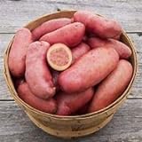 Seed Potatoes for Planting French Fingerling 5lbs. Photo, best price $19.97 ($0.25 / Ounce) new 2024