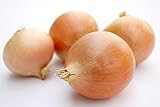 Riverside Sweet Spanish Onion Seeds, 300 Heirloom Seeds Per Packet, Non GMO Seeds Photo, best price $5.99 new 2024