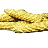 Sweet Corn Honey 'N Pearl F1 - Insect Guard Treated Vegetable Seeds - 1,000 Seeds Photo, best price $15.99 new 2024