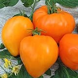Tomate Altai Honig - Sehr Leckere Tomatensorte - ertragreich - 10 Samen Foto, bester Preis 3,70 € neu 2024