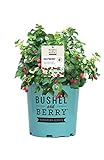 Premier Plant Solutions 19858 Bushel and Berry Dwarf Thornless Red (Rubus) Strawberry, 2 Gallon, Raspberry Shortcake Photo, best price $59.95 new 2024