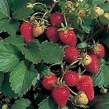 100 ALPINE STRAWBERRY Fragaria Vesca Fruit Berry Seeds Photo, best price $3.00 ($0.03 / Count) new 2024