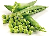 Non-GMO, Pea Seeds, 130 Seeds, Bend and Snap Pea Photo, best price $5.05 new 2024