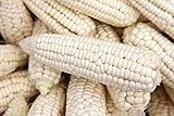 Weisser Mais - Zuckermais - 10 Samen - sehr süßer asiatischer Maissamen Foto, bester Preis 1,49 € neu 2024