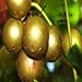 Photo 20 Seeds of Bronze White Muscadine Grape Seeds Wine OR Fresh Grapes