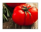 250 Beefsteak Tomato Seeds | Non-GMO | Fresh Garden Seeds Photo, best price $6.99 ($0.03 / Count) new 2024