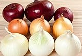 NIKA SEEDS - Vegetable Onion Rainbow Mix Neutral - 500 Seeds Photo, best price $8.95 new 2024