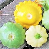 TomorrowSeeds - 3 Colors Mix Patty Pan Squash Seeds - 20+ Count Packet - Yellow, Green Tint, White Bush Scallop Summer Patisson Scallopini Photo, best price $3.80 ($0.19 / Count) new 2024