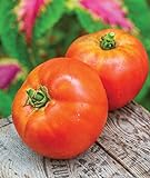 Burpee Better Boy Hybrid Large Slicing Red Variety Non-GMO Vegetable Planting | Disease-Resistant Tomato for Garden, 30 Seeds Photo, best price $8.05 ($0.27 / Count) new 2024
