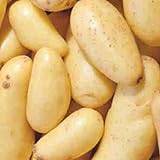 Banana Potato - 6 Seed Potatoes Photo, best price $16.97 ($2.83 / Count) new 2024
