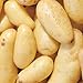 Photo Banana Potato - 6 Seed Potatoes