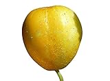 Zitronengurke (Lemon-Gurke) (Blickfang im Garten) 10 Samen Foto, bester Preis 1,99 € neu 2024