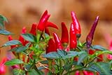 Tabasco Hot Peppers Seeds, 1000+ Premium Heirloom Seeds, 90% Germination Rates Hot and Full of Flavor! A Must Have for Your Home Garden!, Non GMO, Highest Photo, best price $10.55 new 2024