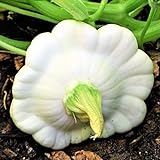 TomorrowSeeds - Early White Patty Pan Seeds - 20+ Count Packet - Bush Scallop Summer Squash Patisson Custard Scallopini Vegetable Seed for Photo, best price $3.80 ($0.19 / Count) new 2024