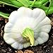 Photo TomorrowSeeds - Early White Patty Pan Seeds - 20+ Count Packet - Bush Scallop Summer Squash Patisson Custard Scallopini Vegetable Seed for