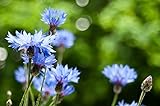 Sweet Yards Seed Co. Blue Cornflower Seeds – Bachelor Buttons – Extra Large Packet – Over 5,000 Open Pollinated Non-GMO Wildflower Seeds – Centaurea cyanus Photo, best price $7.97 new 2024