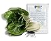 Photo 1000 Pak Choi Seeds for Planting - 3+ Grams - White Stem - Heirloom Non-GMO Vegetable Seeds for Planting - AKA Bok Choy, Pok Choi, Chinese Cabbage