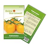 Stabtomaten Goldene Königin Samen - Solanum lycopersicum - Tomatensamen - Gemüsesamen - Saatgut für 20 Pflanzen Foto, bester Preis 1,99 € (0,10 € / stück) neu 2024