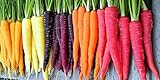 Rainbow Carrot Seeds for Planting | Non-GMO & Heirloom Vegetable Seeds | 750 Carrot Seeds to Plant Outdoor Home Garden | Buy Planting Packets in Bulk (1 Pack) Photo, best price $7.99 new 2024