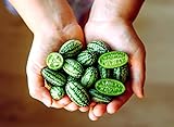 Mouse Melon Seeds | 20 Seeds | Grow This Exotic and Rare Garden Fruit | Cucamelon Seeds, Tiny Fruit to Grow Photo, best price $6.96 ($0.35 / Count) new 2024