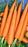1200 Tendersweet Carrot Seeds | Non-GMO | Fresh Garden Seeds Photo, best price $6.95 ($0.01 / Count) new 2024
