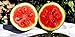 Photo 25 Moon and Star Watermelon Seeds | Non-GMO | Heirloom | Instant Latch Garden Seeds