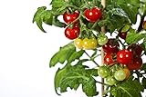 50 Tiny Tim Tomato Seeds - Patio Tomato, Dwarf Heirloom, Cherry Tomato - by RDR Seeds Photo, best price $12.99 ($0.26 / Count) new 2024