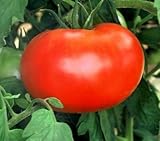 110+ Big Boy Organic NON-GMO Tomato Seeds - My Secret Garden - UPC742137106032 Photo, best price $4.59 new 2024