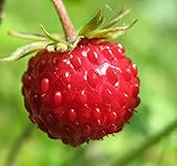 Big Pack - (5,000) Wild Strawberry, Fragaria vesca Seeds - Non-GMO Seeds by MySeeds.Co (Big Pack - Wild Strawberry) Photo, best price $9.99 ($0.00 / Count) new 2024