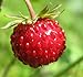 Photo Big Pack - (5,000) Wild Strawberry, Fragaria vesca Seeds - Non-GMO Seeds by MySeeds.Co (Big Pack - Wild Strawberry)