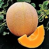 Seed Kingdom Cantaloupe Hales Best Jumbo Melon Heirloom Vegetable 3,000 Seeds Photo, best price $12.45 new 2024