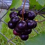 CHTING 100 semillas de uva con encanto de fruta, siembra continua a lo largo del año se puede cosechar continuamente jardín DIY decoración amada y respetada por los clientes Foto, mejor precio 4,99 € nuevo 2024