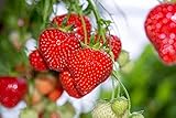 Giant Strawberry Seeds, (Isla's Garden Seeds), 50 Heirloom Seeds Per Packet, Non GMO Seeds, Botanical Name: Fragaria vesca Photo, best price $8.65 ($0.17 / Count) new 2024