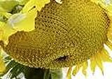 25 Seeds (PKD) Sunzilla Sunflower Photo, best price $40.00 new 2024