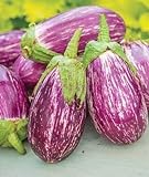 Exotic Listada de Gandia Eggplant Seed for Planting | 50+ Seeds | Ships from Iowa, USA | Non-GMO Exotic Heirloom Vegetables | Great Gardening Gift Photo, best price $7.98 new 2024