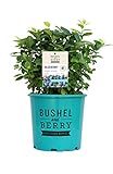 Bushel and Berry™ - Vaccinium Pink Icing (Blueberry) Edible-Shrub, , #2 - Size Container Photo, best price $33.99 new 2024