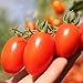 Photo Roma Tomato Seeds (50 Seeds)