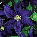 50 Dark Purple Clematis Seeds Bloom Climbing Perennial Flowers Seed Flower Vine Climbing Perennial Photo, best price $9.99 new 2024