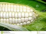Weisser Mais - Zuckermais - 20 Samen - sehr süßer asiatischer Maissamen Foto, bester Preis 2,29 € neu 2024