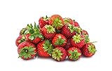 Seascape Everbearing Strawberry Bare Roots Plants, 25 per Pack, Hardy Plants Non GMO Photo, best price $15.99 new 2024