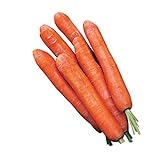 Burpee Nantes Half Long Carrot Seed Tape 83 per tape Photo, best price $9.40 new 2024